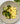Halloumi with Broccoli