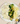 Tarragon Chicken